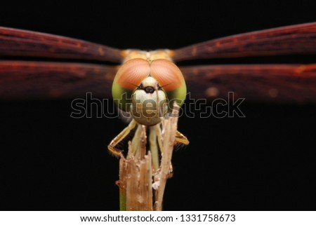 Head shot of Dragonfly or Odonata over black background at night.Macro photography.

