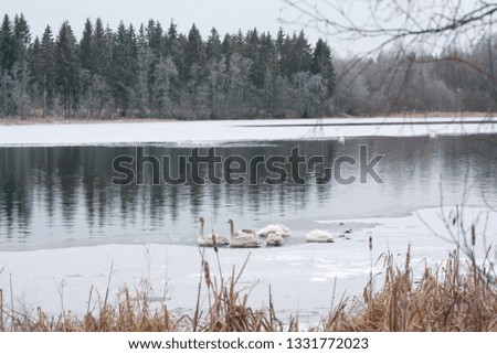 Winter calm landscape on a river with a white swans sleeping on ice. Finland, river Kymijoki.