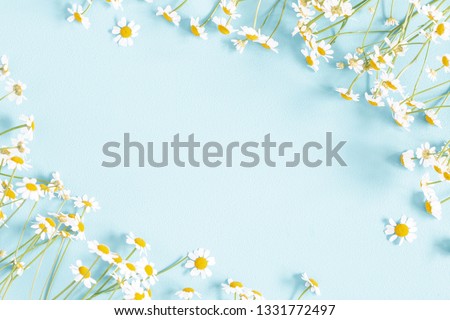 Flowers composition. Chamomile flowers on pastel blue background. Spring, summer concept. Flat lay, top view, copy space