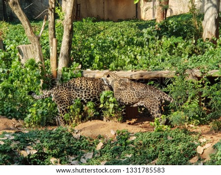 Leopard is walking in various gestures.