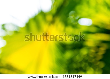 Natural background of palm leaf was taken in close up detail and intentionally blurred for abstact color usefulness.