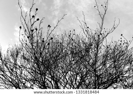 Black and white picture of branch tree in autumn and winter with sky on background. Silhouette picture with abstract meaning.
