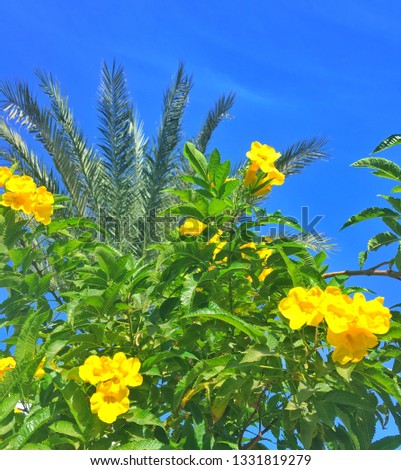 Yellow tropical flowers against a blue sky.