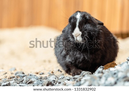 Black rabbit on the sand. Rabbit farm.