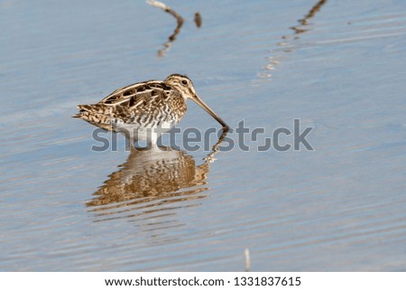 Common snipe in lake searching for food.