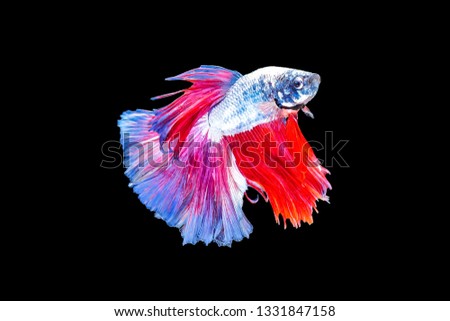 Colorful Thai betta fish, blue betta, cracked fish on a black background