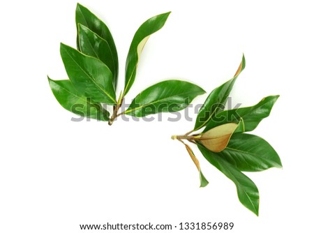 green magnolia leaves, twigs,  plants on white background top view. copy space. flat lay