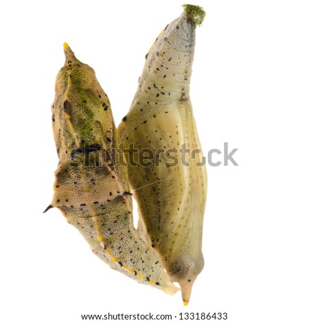 insect small white butterfly cocoon isolated