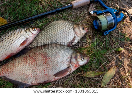 Catching freshwater fish and fishing rods with fishing reels on green grass. Several bream fish, crucian fish or carassius, roach fish on natural background.