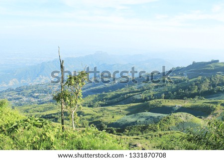 Mountain View and forest 
