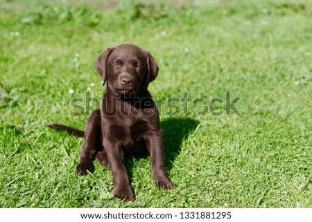 Cute labrador puppy sitting on the grass with eyes closed
