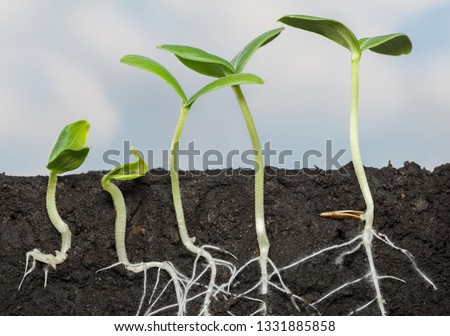 Cutaway view in soil of five cucumber seedlings (Cucumis sativus), growing roots under ground, over cloudy sky background
 Royalty-Free Stock Photo #1331885858