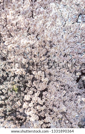 Almond tree in bloom full of flowers. Beautiful flower backgroun