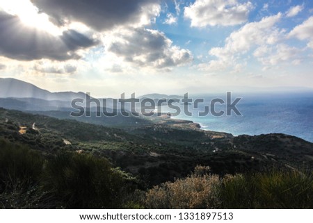 Olive meadows on the Greek coast