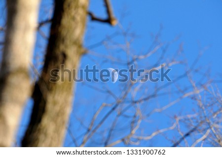 The moon in the daylight through tree branches