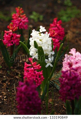 Colorful hyacinth flowers growing in garden. Spring