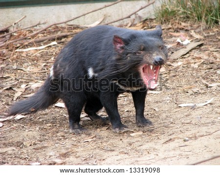 tasmanian devil snarling Royalty-Free Stock Photo #13319098