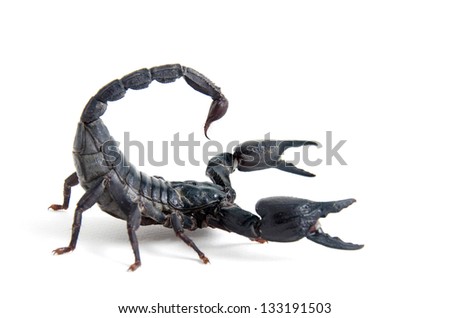 Scorpion crawling in combat position