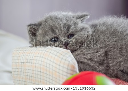 the kitten plays with a ball, the little kitten also falls asleep, selective focus