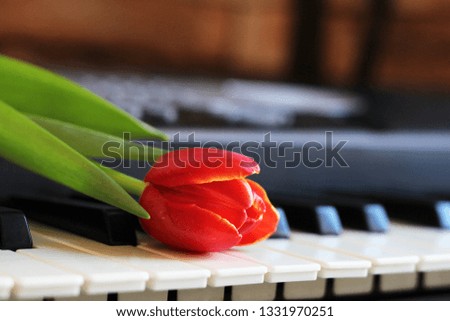 One tulip on piano keyboard