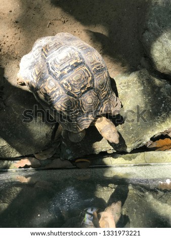 Close up African spurred tortoise resting in the garden, Slow life ,Tortoise sunbathe on ground with his protective shell ,Beautiful African Spurred Tortoise, Sulcata Tortoise