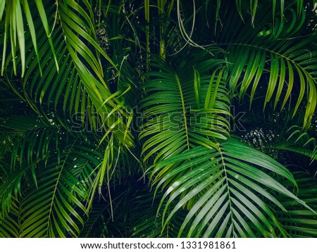 Tropical Palm leaves in the garden, Green leaves of tropical forest plant for nature pattern and background, People grow plants to make fences. color dark flat lay tone for input text
