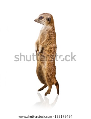 Portrait Of Meerkat Isolated On White Background