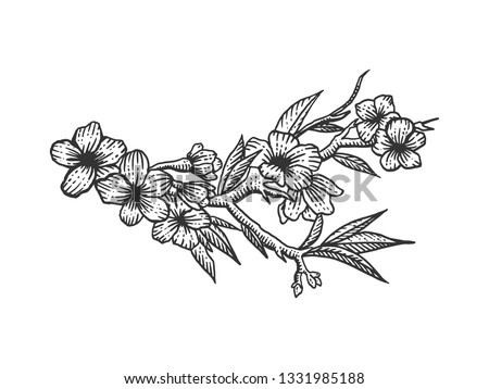 Cherry blossom sketch engraving raster illustration. Scratch board style imitation. Hand drawn image.