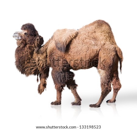 Portrait Of Camel Isolated On White Background Royalty-Free Stock Photo #133198523