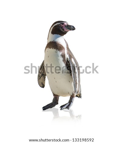 Portrait Of Penguin Isolated On White Background