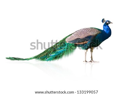 Beautiful Peacock Isolated On White Background Royalty-Free Stock Photo #133199057