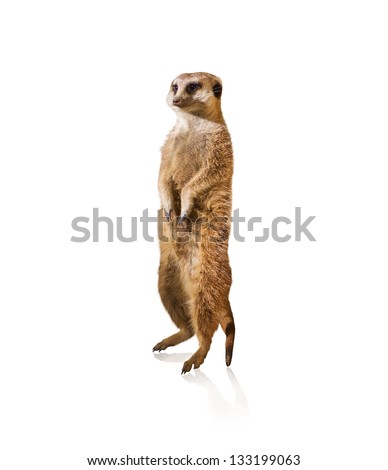 Portrait Of Meerkat Isolated On White Background