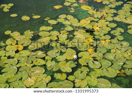 lotus leaves on the surface of the water, background