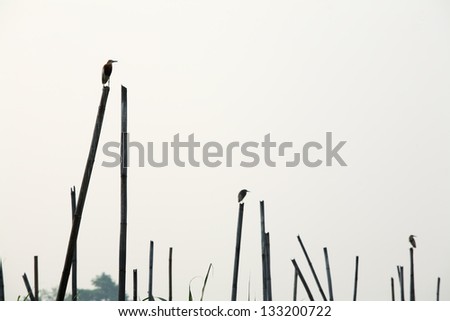 bird on bamboo pole.