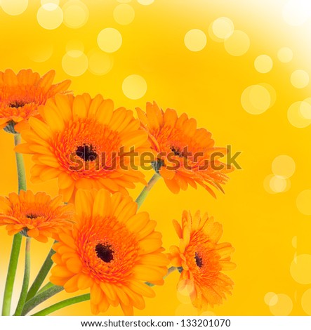 Abstract spring flower background with gerbera
