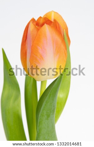 Tulipa Triumph Grp Sunrise Dynasty Royalty-Free Stock Photo #1332014681