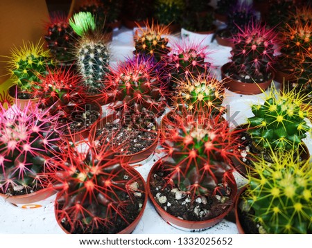 Small decorative cacti 