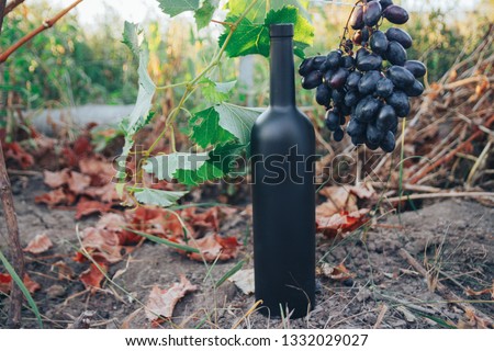 A black bottle of wine stands on the ground next to grapes, green leaves and a vine. countryside, natural product