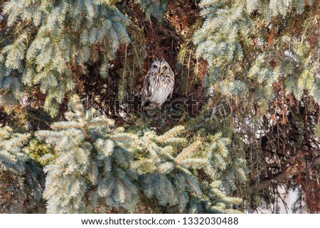 Short eared owl deep in a conifer on Dorval golf course, Quebec, Canada.