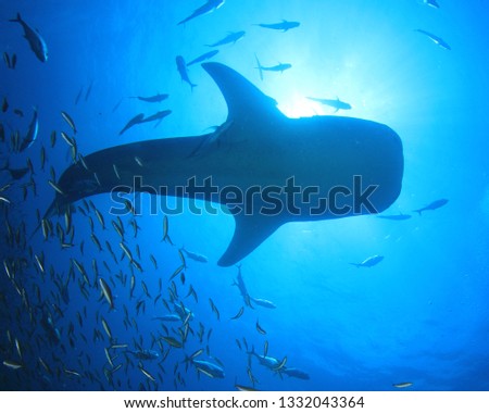 Whale Shark and Trevally (Jack) fish 