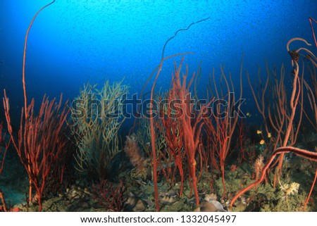 Coral reef and fish in Similan Islands, Thailand 