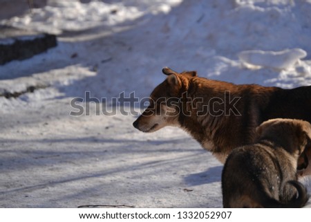 Little puppies walk in the winter. Dogs in the snow. Pets
