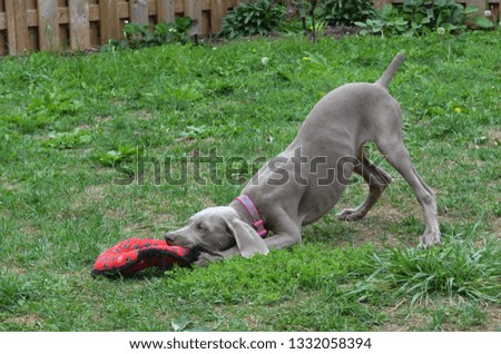 Puppy Playing with toy in yard