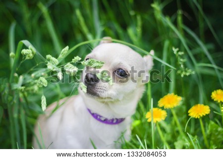 Cute dog Chihuahua  on green grass in the park