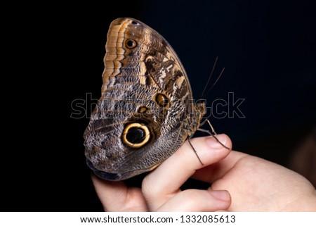 Beautiful butterfly sitting on a woman's finger.
