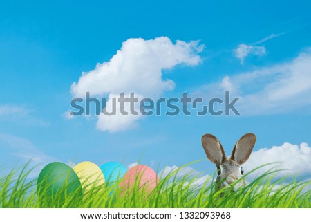 Hidden easter rabbit and easter eggs in a meadow with blue sky