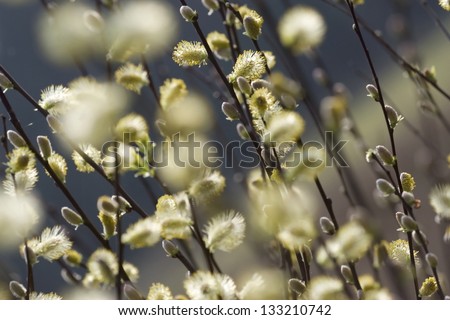 male catkins of willow species in the National Park Dwingelderveld, Netherlands Royalty-Free Stock Photo #133210742