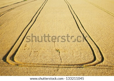 Wheat field, Summer in the Czech Republic