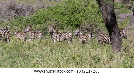 Zebras  in the bush - Royal Jozini Reserve