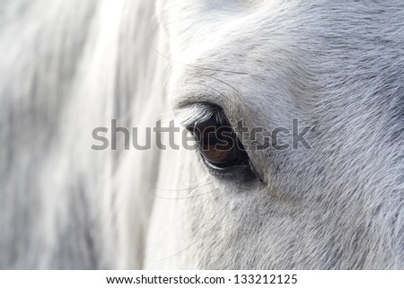 Eye of a horse, Netherlands Royalty-Free Stock Photo #133212125